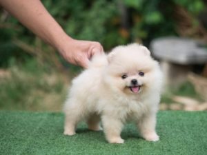 10 пород самых маленьких собак
