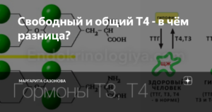 Свободный, связанный и общий Т4 — в чем разница?