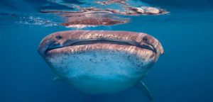 10 самых больших акул в мире