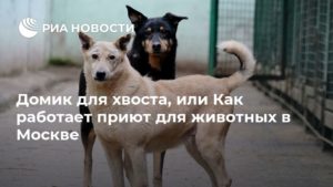 6 лучших приютов для собак в Москве
