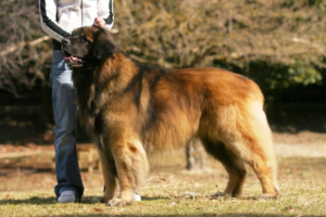 10 крупнейших пород собак