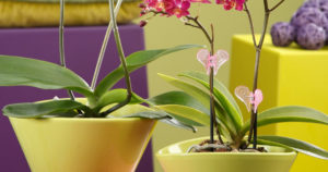 6 самых необычных и красивых горшков для орхидей